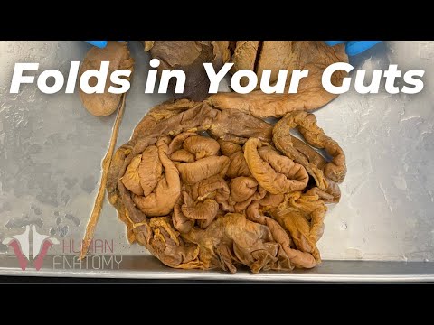 Why Your Guts Have Folds Inside | #shorts