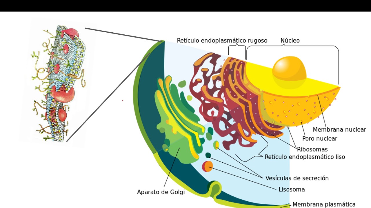 Sistema de endomembranas y transporte