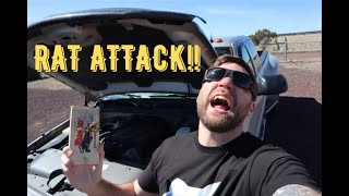 RAT ATTACK!! HOW TO KEEP PACK RATS AND MICE OUT OF YOUR VEHICLE!