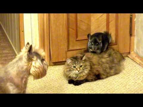 Chinchilla, gato y perro conviviendo