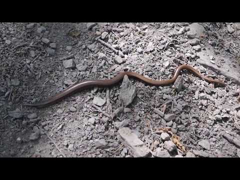 Slepúch pestrý (Anguis colchica) — Eastern Slow Worm, listnatý les v Transylvánii
