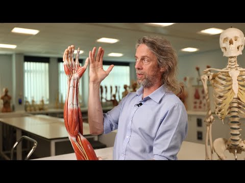 Upper limb nerve injury anatomy