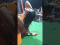 Sri Sri Lakshmi Puja Samiti Okeya