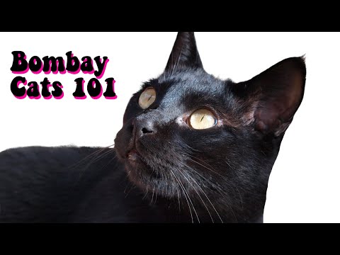 Bombay Cats Breed 101 - Bombay Cat Facts