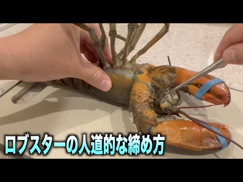 園芸 ロブスターの爪、カカビーク