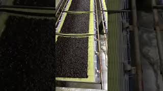 สาหร่ายปรุงสำเร็จตรากินจัง