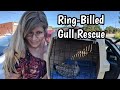 I Rescued Some Ring Billed Gulls From A 100 F Hot Roof Baby Gulls Jump From Hot Roof