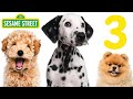 3 DOGS From Sesame Street Children S Music Video By Dia All Day