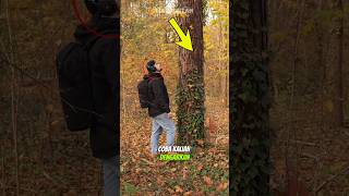 Download lagu SO THIS IS WHAT A TREE SOUNDS LIKE mp3