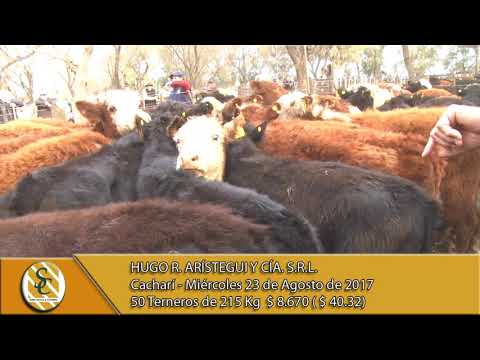 23-08-17 Venta de Machos -   Hugo R.  Aristegui  -Cacharí