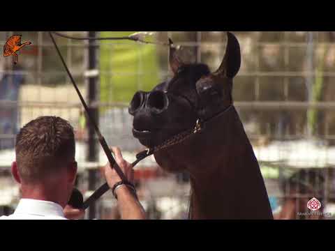 N 103 KASHEF AL SHAQAB   2020 Menton Mediterranean and Arab Countries Arabian Horse Championship   3