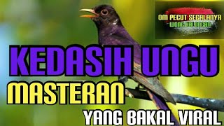 Download lagu 🌟 KEDASIH UNGU 🌟 Masteran Yang Bakal Viral & Dicari 🌟 mp3