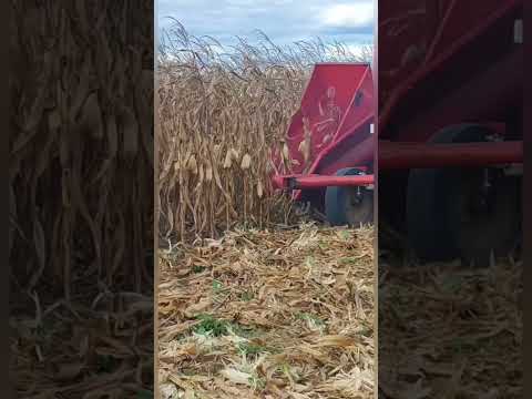 Massey Ferguson 65x acoplado na colhedeira de milho #agro #trator #milho #colheita