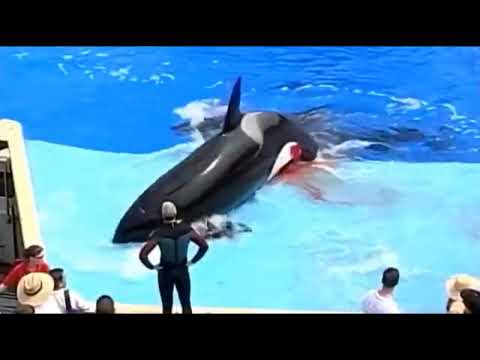 machine girl うずまき - BlackFish