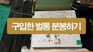 새로 구입한 봉군 분봉하기, 벌통 늘리기, 인공분봉
