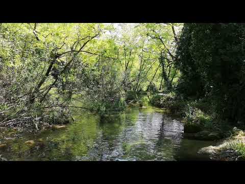 3 Stunden Entspannung Naturgeräusche - Vogelstimmen im Wald