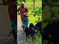 Semmari Aade Vijayakanth Radhika Song Shortsfeed