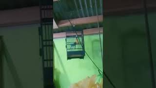 Download lagu Merbah kaca mata gacor mp3