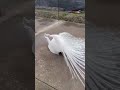 Beautiful White Peacock Mating