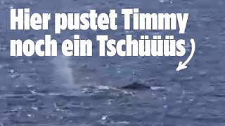 Timmys erste Runde in Freiheit: Drohnenbilder zeigen Fontäne vom Wal