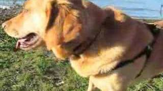 jodi's birthday extravaganza!