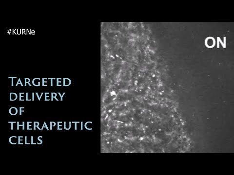 KURNe #11, Targeted delivery of therapeutic cells