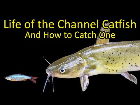 Life of the Channel Catfish and How to Catch One