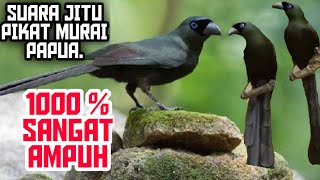 Download lagu suara pikat burung murai papua atau murai irian mp3