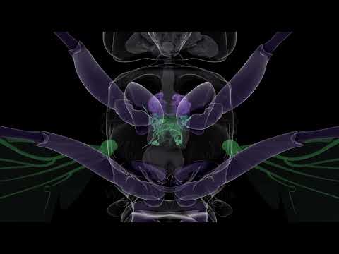From takeoff to flight, a map of a fly’s nervous system - UW Medicine | Newsroom