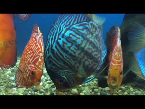Discus fish sales . Uk largest selection of discus