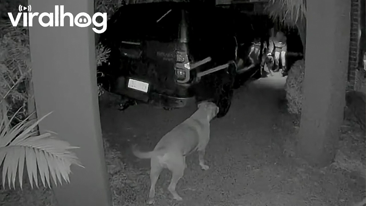 Boxer Dog Runs Into Door || ViralHog