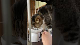 【猫多頭飼い】開けたてご飯の時間 #猫動画 #猫かわいい #ネコ #ねこ #cats