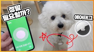 에어태그는 강아지에게 필요할까?