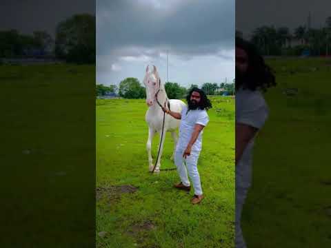 AMEZING HORSE 🔥 WHITE HORSE STETUS 🔥 HORSE LOVER STETUS 🔥