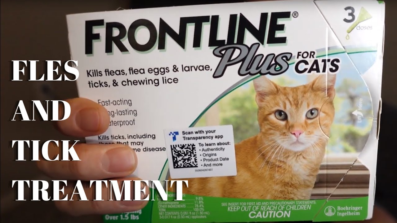 To Buy Or Not To Buy: FRONTLINE Plus For Cats and Kittens Flea and Tick Treatment | Product Review