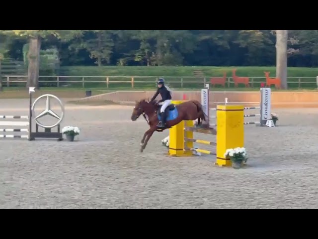Ruin Franse rijpony PFS Te koop 2019 Vos ,  Mon Nantano de florys