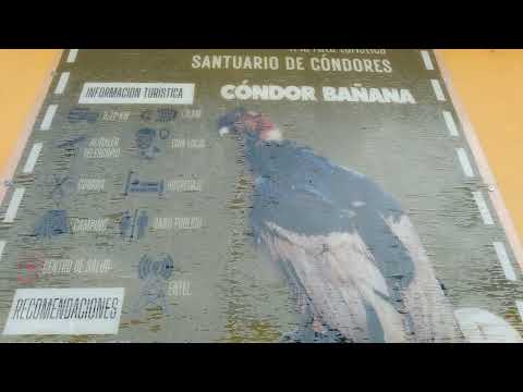 Santuario de Condores: Condor Bañana en Área Protegida El Palmar, Presto. Departamento de Chuquisaca