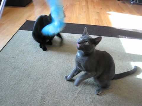 How To PARTY HARD with Your Cat(s)