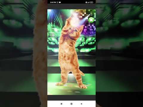Cat dance on himesh reshmiya song