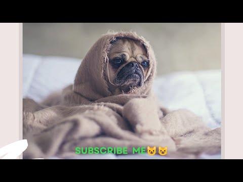 Funny cat video 2022#funny animal video#cute cat#ishan entertainment #part no8#nice cat video#cat 😺