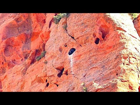 Two rare endangered California condor nests spotted in southern Utah