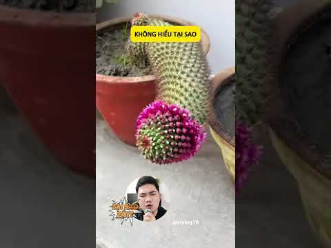 Không hiểu tại sao