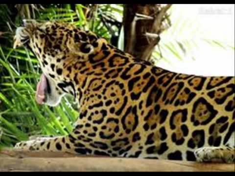 download lagu mp3 mp4 Menino Caador, download mp3 Menino Caador free download mp3, download mp3 Menino Caador