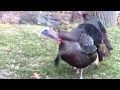 Giant turkey chases car Giant turkey chases car