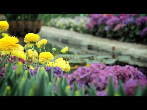 RAY-N - "Free Life" (Official Audio)