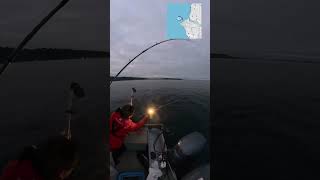 早朝の朝まずめ、一本目の竿を入れて5分後にかかりましま！ #fishing #シアトル #釣り #サーモン