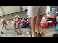 Pitbull Puppy Full Of Worms