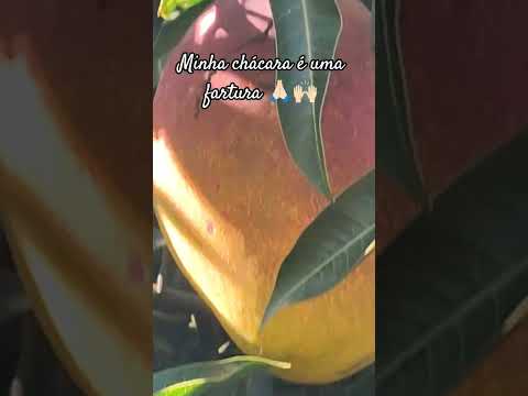 Minha chácara em guaraci PR é uma fartura só 🙏🏻🙌🏻