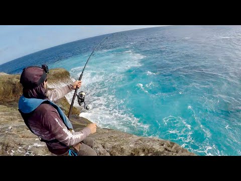 Blue Gropers Galore. EP5