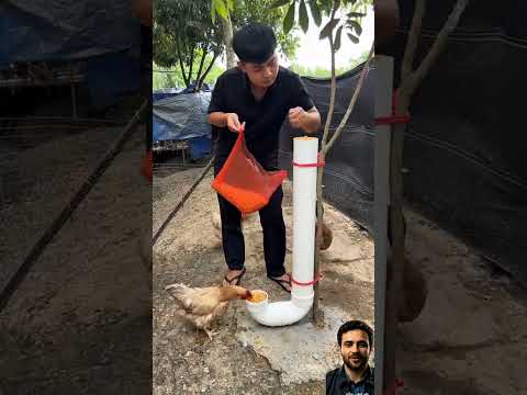 ابتكار مذهل لإطعام الدجاج أثناء السفر#ابتكار #دجاج #مغذية_ذكية #تربية_الدواجن #عالم_التطور_والذكاء